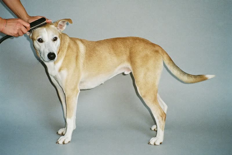 A dog being brushed, hands only in frame