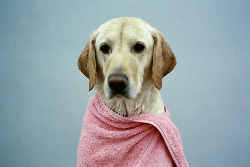 A wet retriever wrapped in a towel