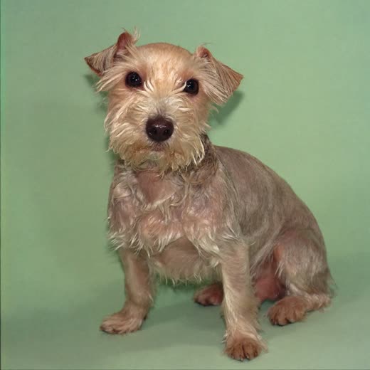 A damp terrier part-way through a wash