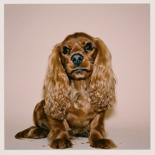 A cocker spaniel with a freshly trimmed coat