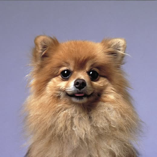 A pomeranian with a soft blow-dried coat