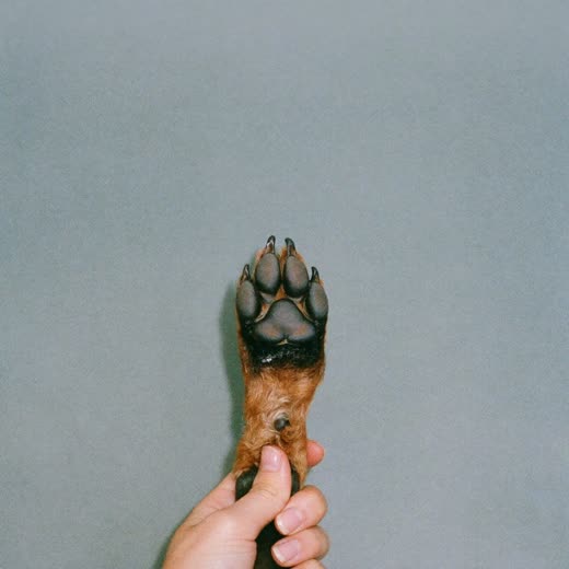 A dog's paw with neatly clipped nails