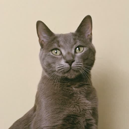 A calm cat with a brushed coat